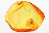 Detailed Fossil Beetle (Ptinidae) in Baltic Amber #325385-1